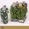 Voorjaar|Ecocheques|ohgreen Wanderellaa viola corn p15 h50