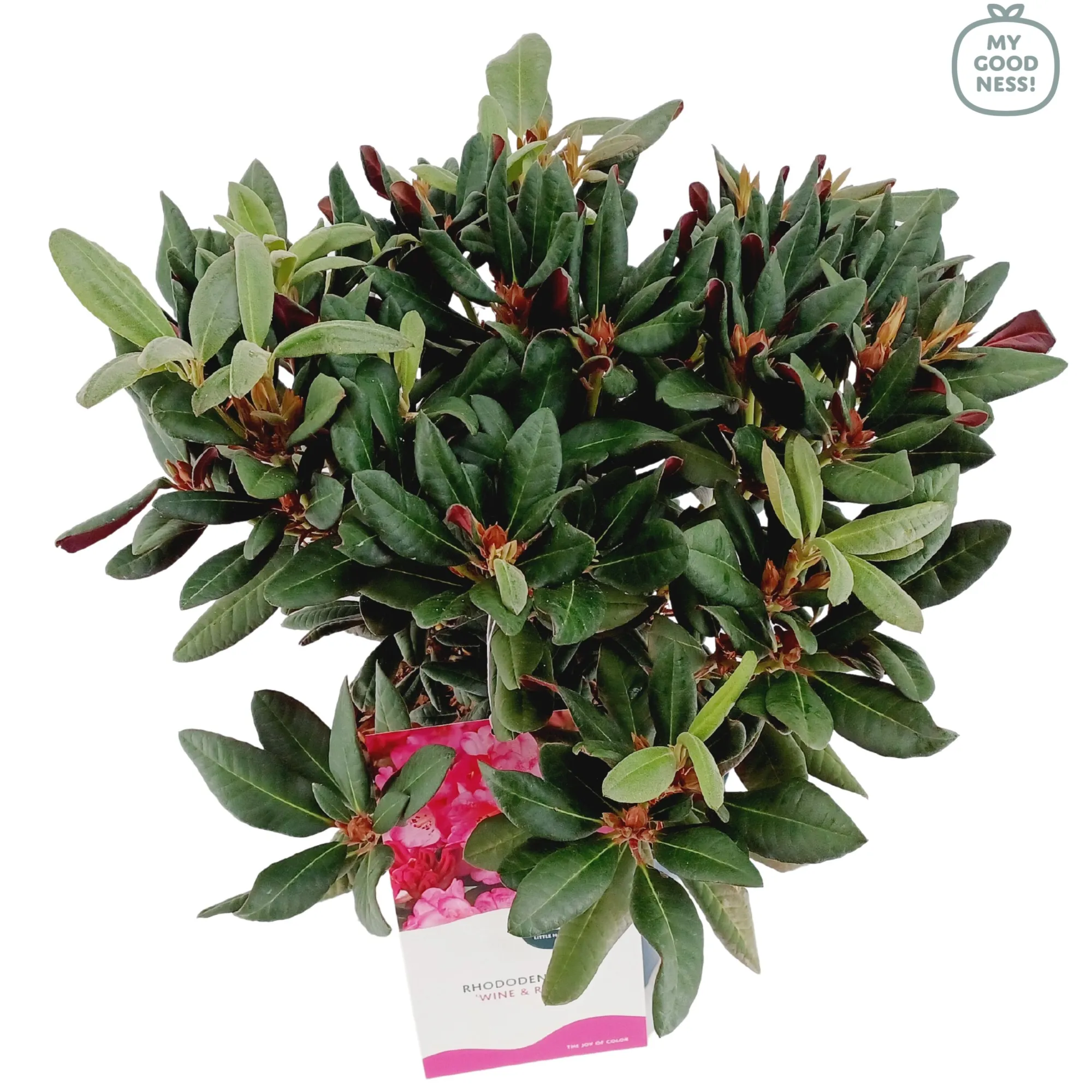 Struiken|Ecocheques|ohgreen Weigela florida Wine & Roses ( Alexandra )