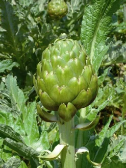 Zaden|Ecocheques|ohgreen Zaden: artichoc imperial star