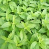 Zaden|Ecocheques|ohgreen Zaden: basilicum citronella