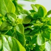 Zaden|Ecocheques|ohgreen Zaden: basilicum groen fijn