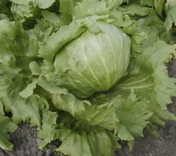 Zaden|Ecocheques|ohgreen Zaden: bataviasla iceberg "saladin"