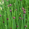 Zaden|Ecocheques|ohgreen Zaden: bieslook gewoon