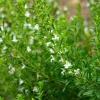 Zaden|Ecocheques|ohgreen Zaden: bonekruid des montagnes