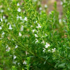 Zaden|Ecocheques|ohgreen Zaden: bonekruid des montagnes