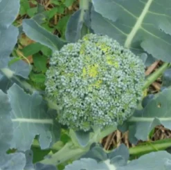 Zaden|Ecocheques|ohgreen Zaden: broccoli vert calabrais
