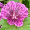 Zaden|Ecocheques|ohgreen Zaden: kaasjeskruid (malva)
