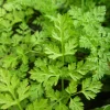 Zaden|Ecocheques|ohgreen Zaden: kervel gewoon