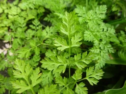 Zaden|Ecocheques|ohgreen Zaden: kervel gewoon