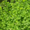 Zaden|Ecocheques|ohgreen Zaden: melisse