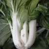 Zaden|Ecocheques|ohgreen Zaden: pak choi taisai