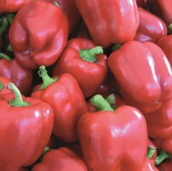 Zaden|Ecocheques|ohgreen Zaden: paprika yolo wonder