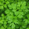 Zaden|Ecocheques|ohgreen Zaden: peterselie reus uit italië