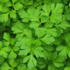 Zaden|Ecocheques|ohgreen Zaden: peterselie reus uit italië