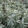 Zaden|Ecocheques|ohgreen Zaden: salie officinalis