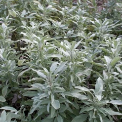 Zaden|Ecocheques|ohgreen Zaden: salie officinalis
