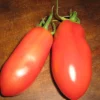 Zaden|Ecocheques|ohgreen Zaden: tomaat san marzano