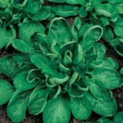 Zaden|Ecocheques|ohgreen Zaden: veldsla coquille de louviers