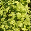Zaden|Ecocheques|ohgreen Zaden: witte mosterd (groenbemester)