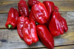 Zaden|Ecocheques|ohgreen Zaden: zachte paprika uit spanje
