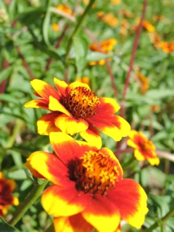 Zaden|Ecocheques|ohgreen Zaden: zinnia perzisch tapijt