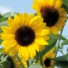 Zaden|Ecocheques|ohgreen Zaden: zonnebloem decoratieve mengeling