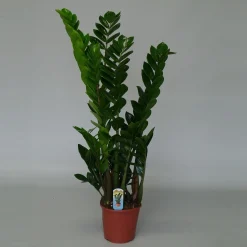 Groene Planten|Ecocheques|ohgreen Zamioculcas ( ZZ-plant of Emerald palm )